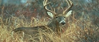 Wisconsin Hunter Safety Course